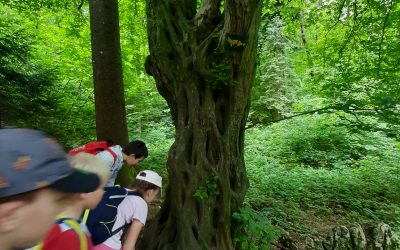 Naravoslovni dan tretješolcev – Gozdna učna pot na Šumberk
